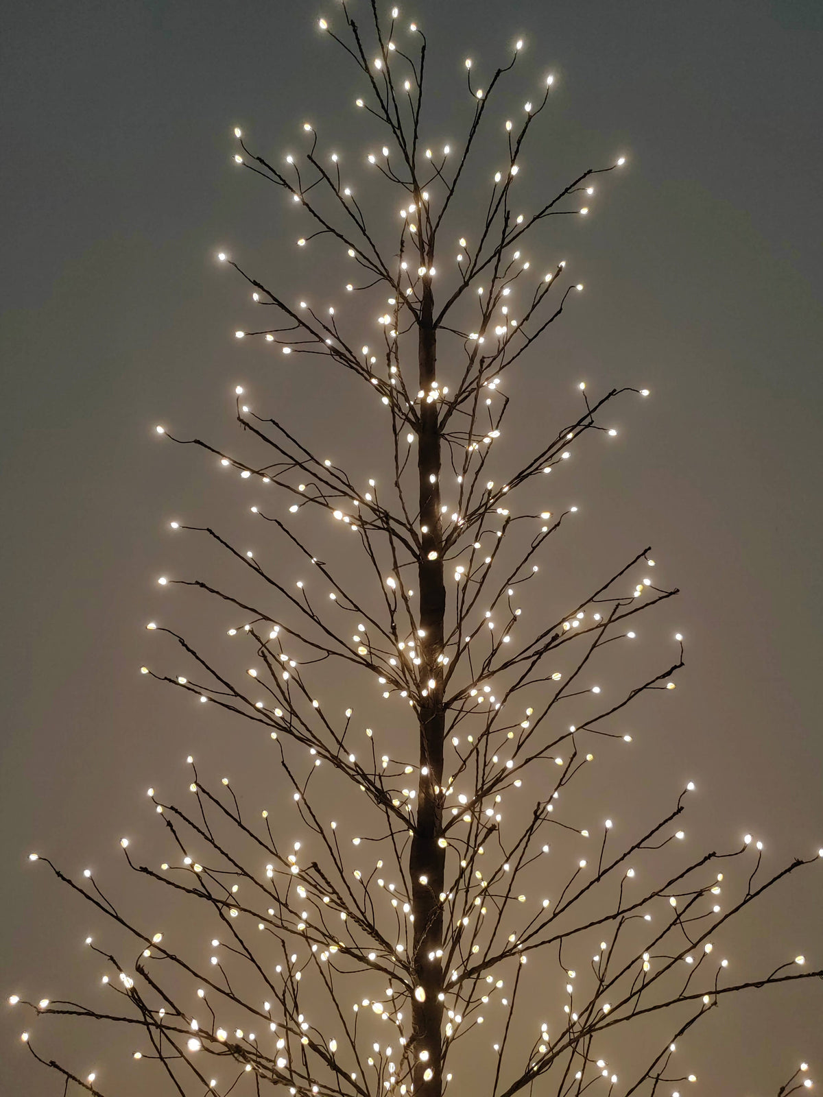 70in Black Birch Tree with 1099 LED Lights Indoor Use Only